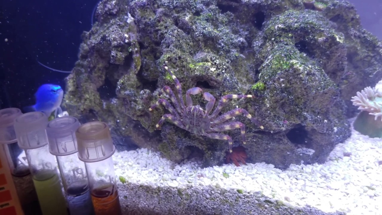 clown knife fish Project Nano - Marine Space MC40 - Day 28 - H2Pro Mini Skimmer SQ-70 & API Water Test