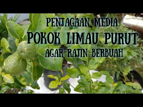 Video: Cara Membaiki Pokok Limau Berbunga Dan Keguguran Buah