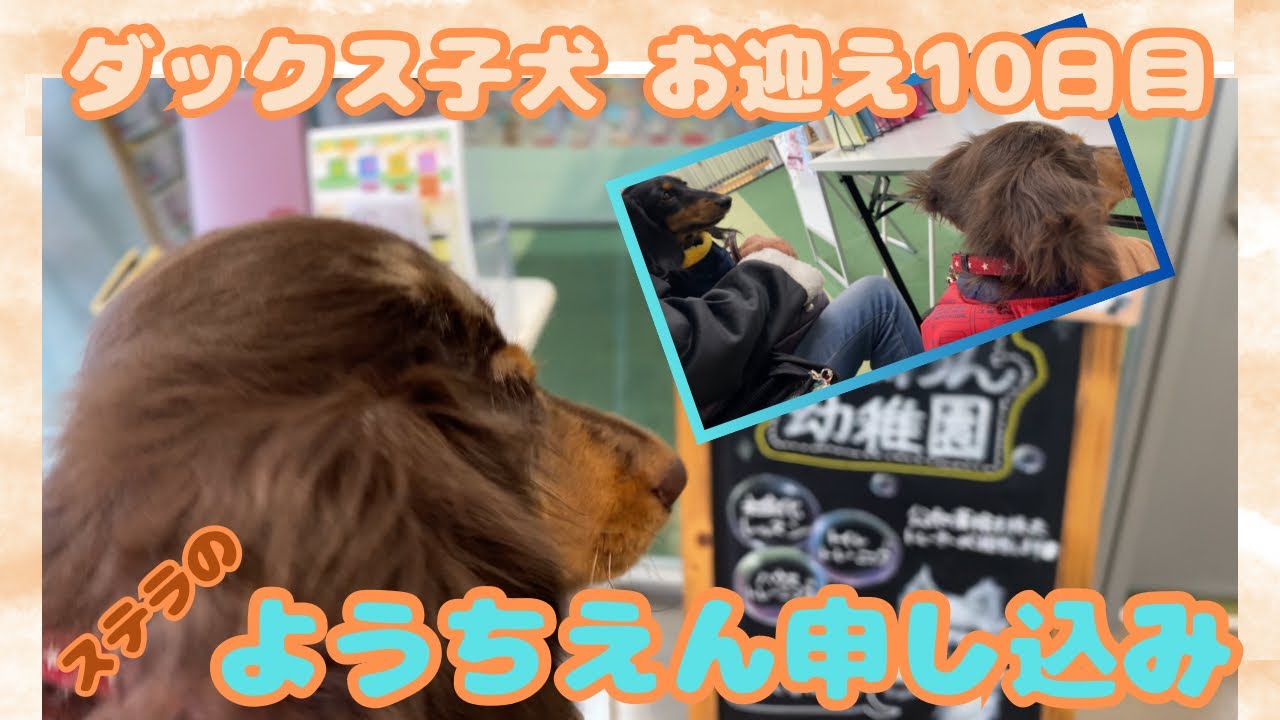 【エトワとステラ】ダックス子犬　お迎え１０日目　犬のようちえんデビュー　申し込み編　お外デビュー前の屋内お散歩も Applying for dog kindergarten