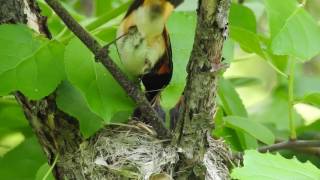 American Redstart Nest: Both parents plus fecal sac removal direct from chick