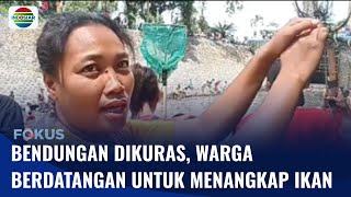 Bendungan Dikuras Warga Blambangan Rebutan Ikan  Fokus