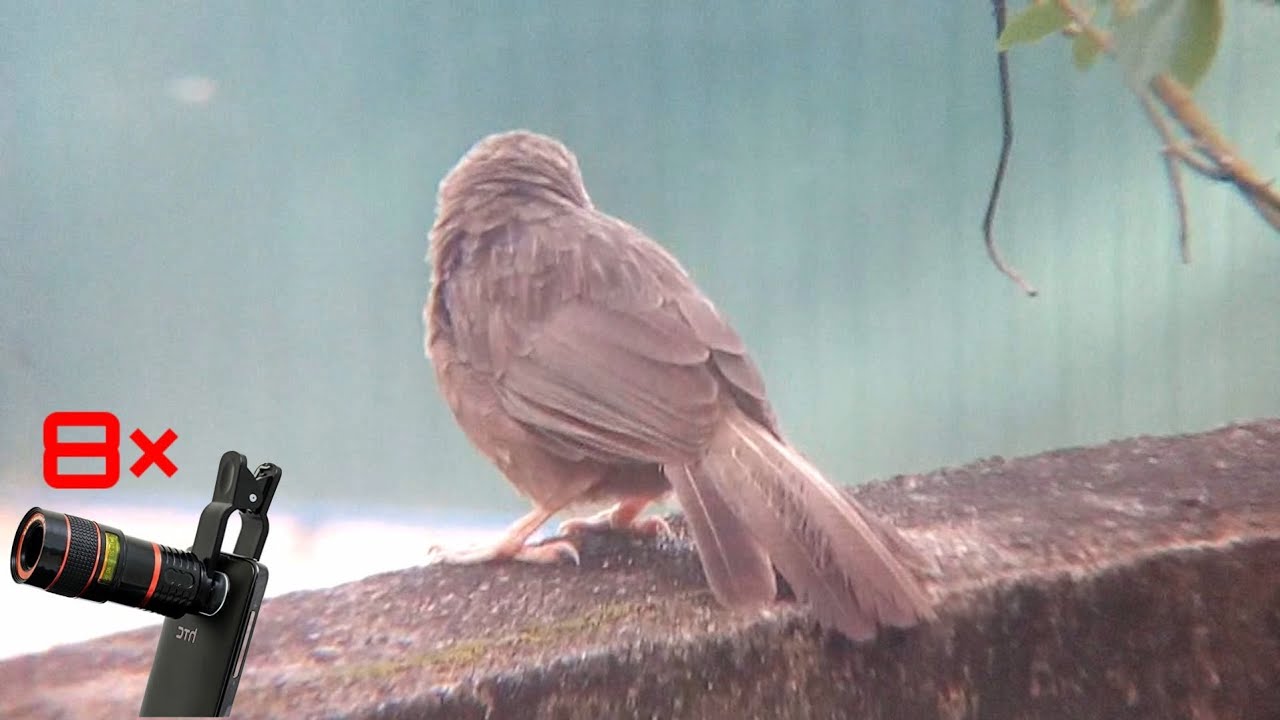 Ceylon Birds in Sri Lanka..(Phone Telescope 8× Zoom Magnification