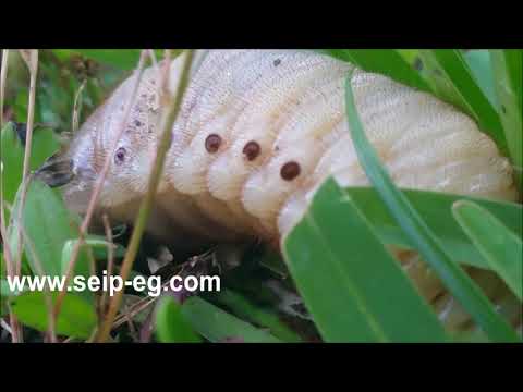 يرقات الجعل ذو الظهر الجامد Pentodon bispinosus