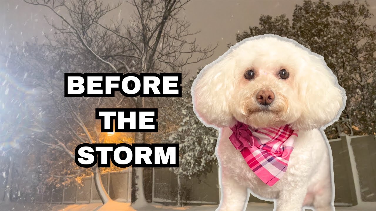 My Rescue Dog’s Big Saturday Before the Storm (full of surprises)