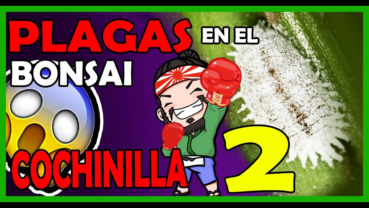 COMO ELIMINAR #COCHINILLAS algodonosa 2 #insecticida #SISTEMICO proteger nuestros #HUERTO y #BONSAI
