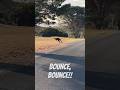 Bounce, bounce!! Kangaroo crosses the road #shorts #kangaroo #kangarooisland #wildlife #skippy