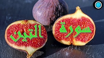 سورة التين بصوت الشيخ محمود علي البنا رحمه الله تعالى.