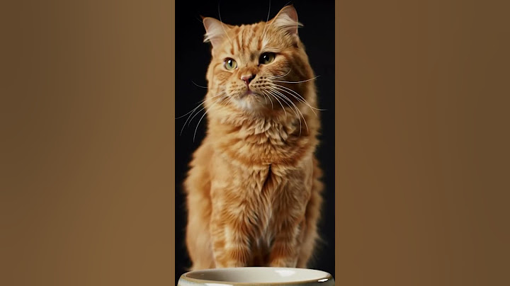 The most dramatic cat you'll see all day 🙀