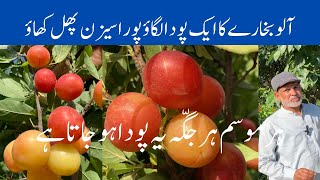 Harvesting Alocha fruit | plum trees | Punjab Pakistan | plum fruit Trees plant | full information