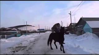 Собака как наездник на лошади Собака как наездник на лошади