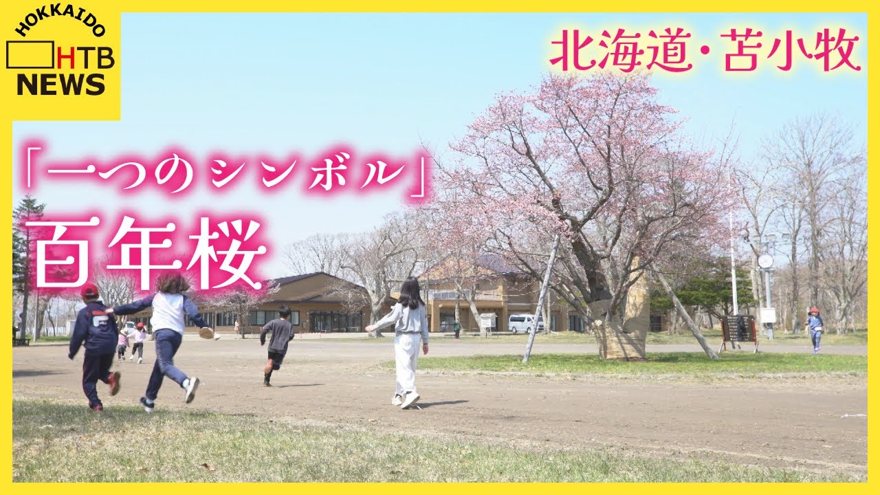 この桜が一つのシンボル」校庭に立つ百年桜、卒業生が守り…子どもたち