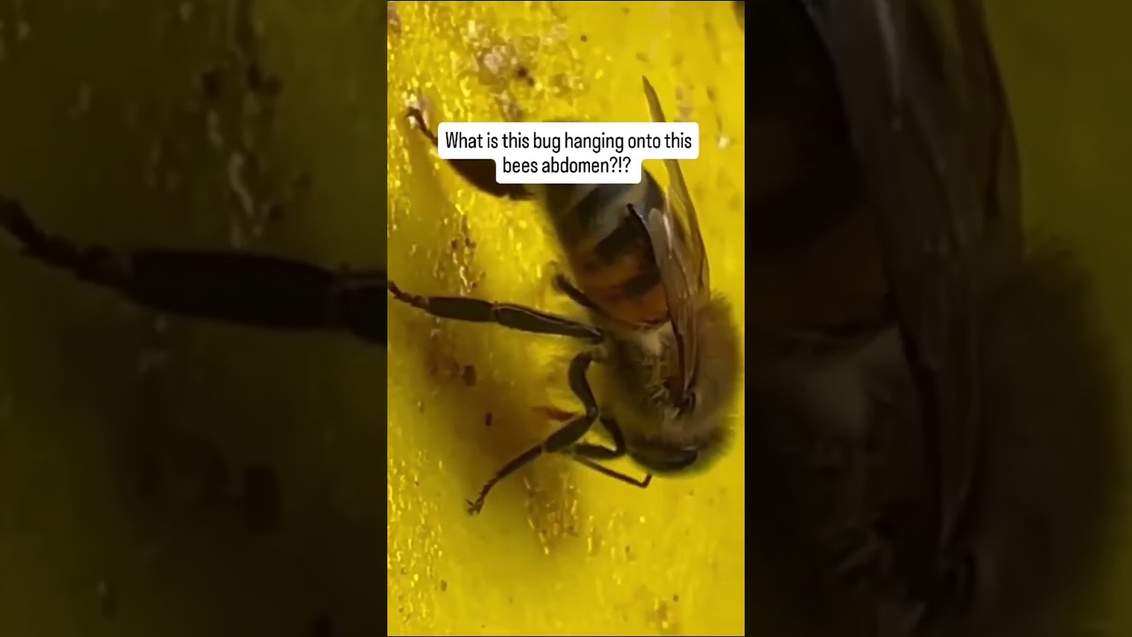 Is it a rove beetle? A pollen beetle? Why is it on a bee? Send this out please internet - I need