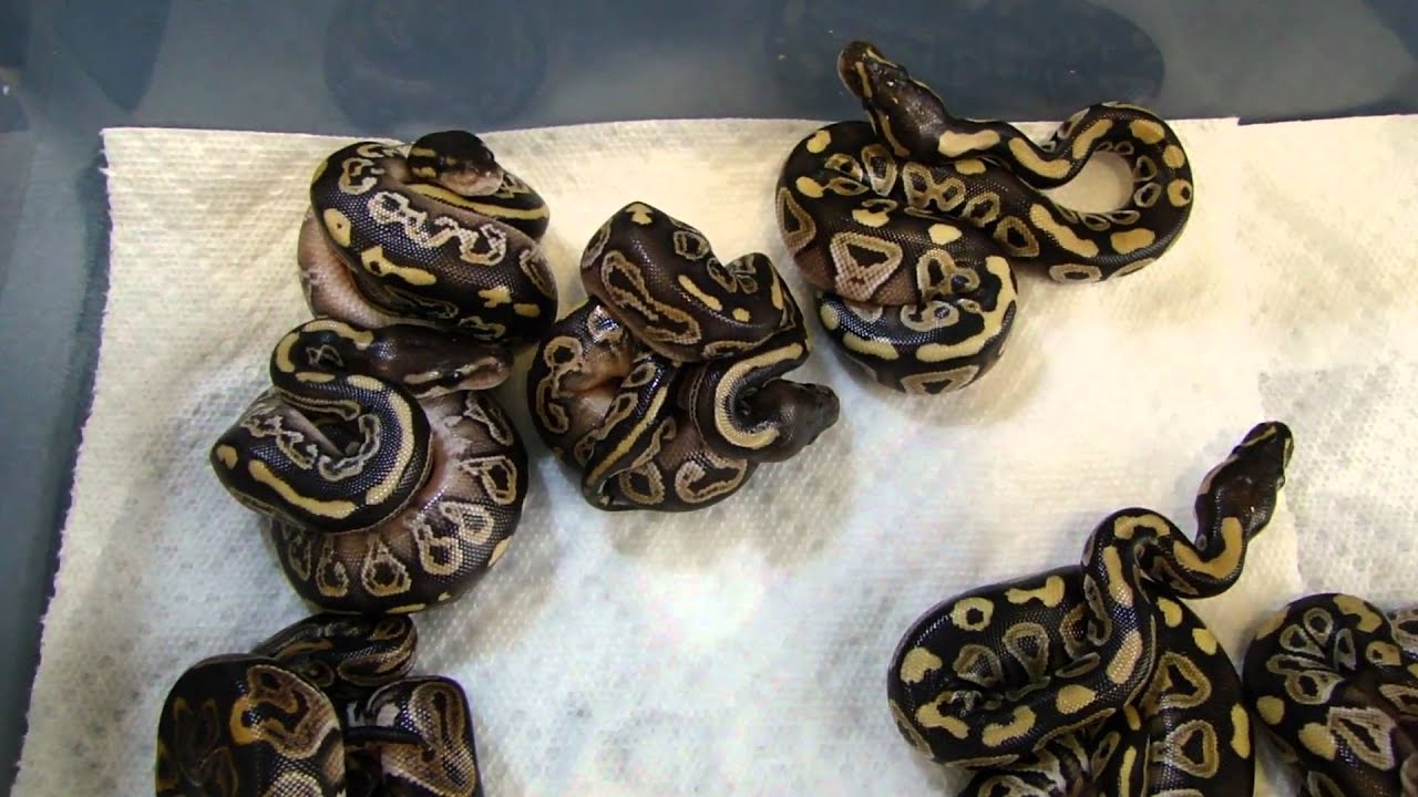 hatchling en francais Black Magic out of the egg