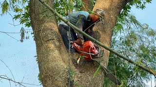 it’s Crazy… Cut Down 3 Trembesi Trees very Fast & Easy‼️