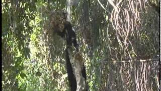 Chimpanzees at Serengeti National Park  Part 3