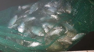 165\Vớt cá thả lưới : đầy túi lưới với 4 dạo nước sáng, con cá lạ | Săn bắt SÓC TRĂNG |