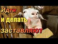 В настоящуу деревню》С настоящим хозяйством