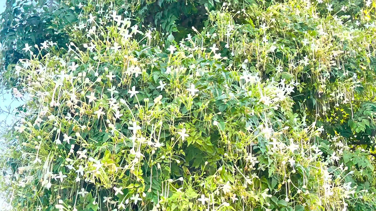 Millingtonia in full bloom..