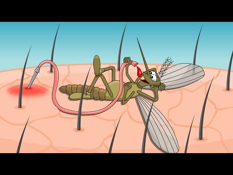 Способы ИЗБЕЖАТЬ УКУСА КОМАРА и 7 способов избежать зуда, если комар уже укусил!