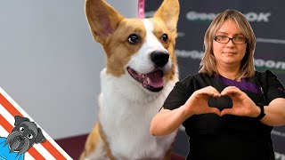 Grooming Welsh Corgi Pembroke | Corgi Smiles During Grooming Process