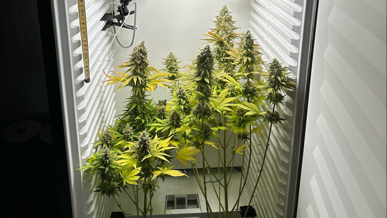 24K GOLD 🍊 60. BLÜTETAG, FRIDGE GROW 2.0 