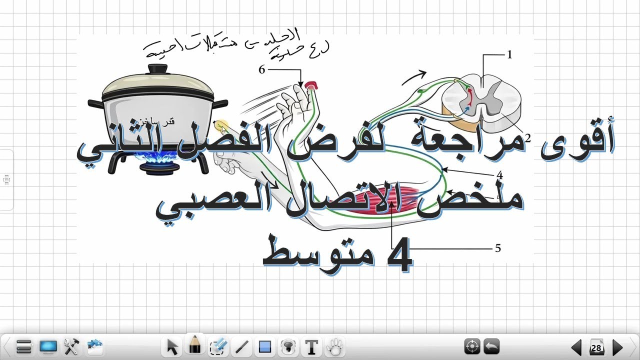أقوى مراجعة لفرض الفصل الثاني🦾 وملخص شامل لدرس الاتصال العصبي علوم طبيعية 4 متوسط 🧠