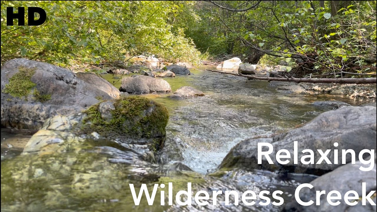 ASMR | Relaxing Nature & Water Sounds | A Calming Creek in the Forest ...