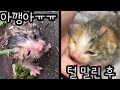 [냥줍 VLOG_1] 비 오는 날 뭘 발견한거야? 태어난지 2주차 꼬물이, 아기고양이 구조