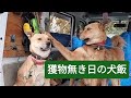 獲物が獲れなかった日の犬飯【2026/3/8】