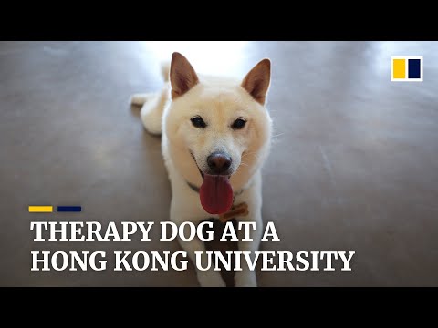Therapy dog at a Hong Kong university helps students unwind