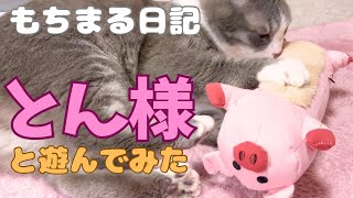 愛猫達がもちまる日記の「とん様」と遊んだら、こうなっちゃいました