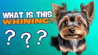 The Top 5 Reasons Yorkies Whine (And What to Do)