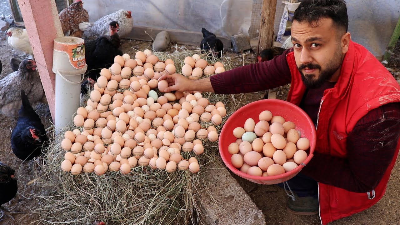 3 GÜN FOLLUKLARDAN YUMURTA TOPLAMADIM SONUÇ !