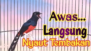 Download Lagu PANCINGAN MURAI BATU GACOR FULL ISIAN MEWAH SEKALI DENGAR MURAI APAPUN NYAUT KERAS ON MP3 Download Lagu PANCINGAN MURAI BATU GACOR FULL ISIAN MEWAH SEKALI DENGAR MURAI APAPUN NYAUT KERAS ON MP3