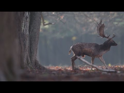 M5 TV – Erdei utakon – Reviczky Gáborral – 2022/41. adás – 2022.10.08.