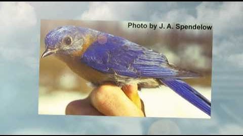 Birding For Beginners - Getting Started