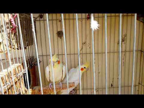 عيوب تربية الكوكتيل اللاتينى