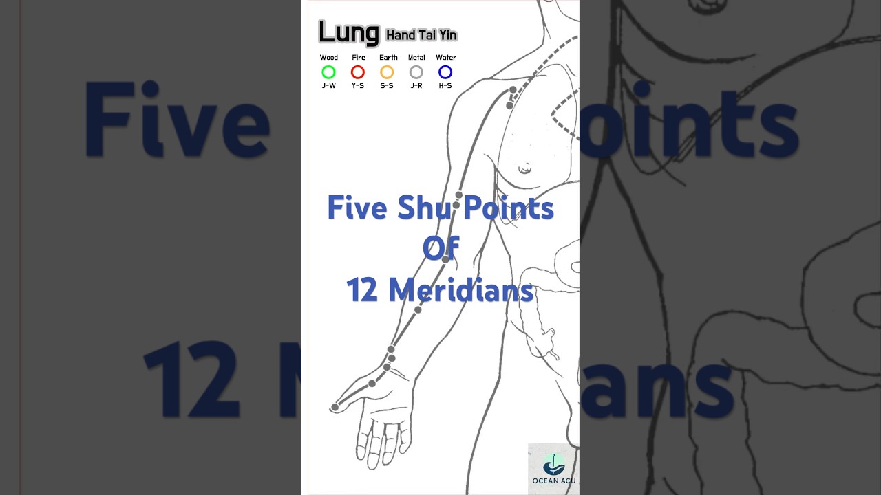 Five Shu Points(5 Shu Points) of 12 meridians 