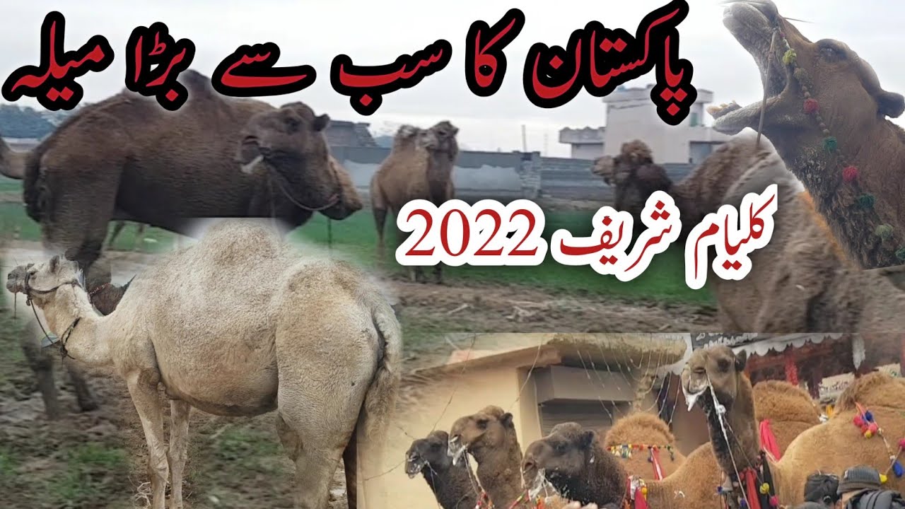 The biggest Camel Mela in Pakistan Kalyam Shareef 2022|