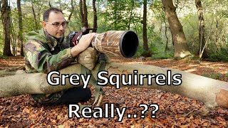 How to Photograph Grey Squirrels - Wildlife Photographer with Canon 1DX \& Canon 500mm f\/4 Lens