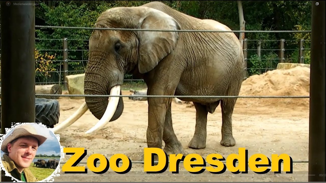 Die Elefantenhaltung im Zoo Dresden