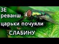 ЗЕ реванш. Правил больше нет. Царьки жаждут власти, денег, подчинения.