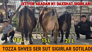 : Tozza Shves Ser sut sigirlar IXTIYOR akada Arzongina sotamiz Narxlari  Bo'mba