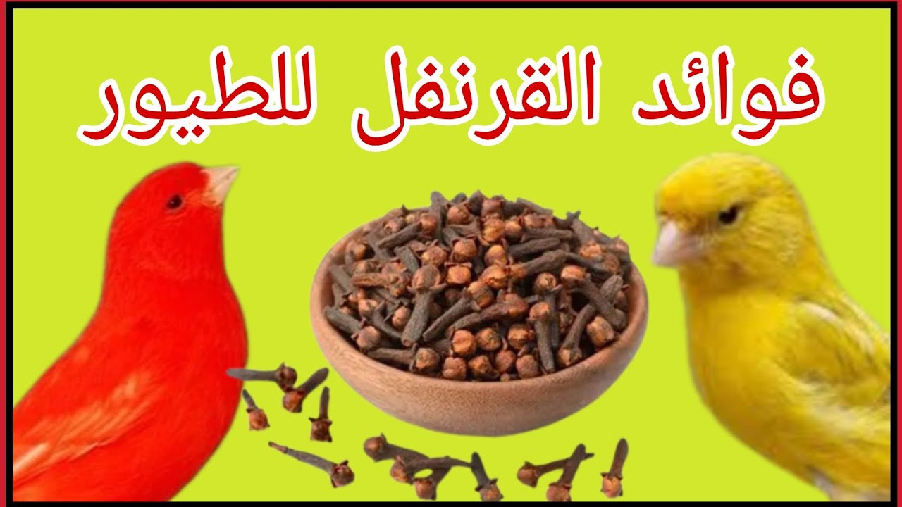 فوائد القرنفل أو عود المسمار وطريقة تقديمه للطيور