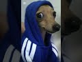 تجميع اغاني السنه تجميع اغاني السنه