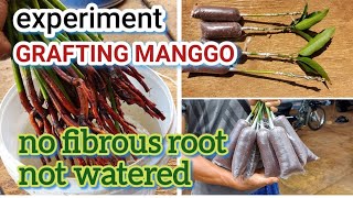 experiment sambung mangga tanpa akar tanpa siram