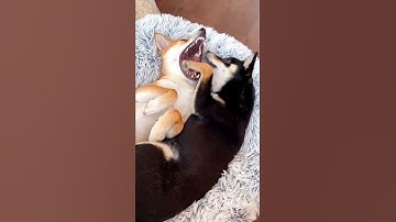 Thumbnail of DOGS BARKING to Make your Dog Bark | 2dog Barking Sound Effects HD