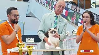 WCF International Cat Show | Competiție dedicată felinelor Part.1. |Expoziție de pisici| #catslovers