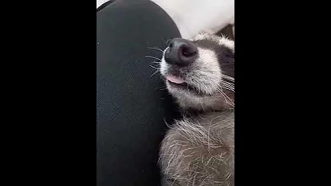Енот спит. Зубки у енота. The raccoon is asleep. The teeth of a raccoon.
