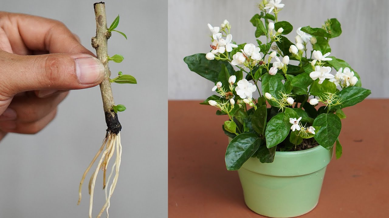 Tips To Help Jasmine Take Root Quickly With Discarded Tea Leaves YouTube